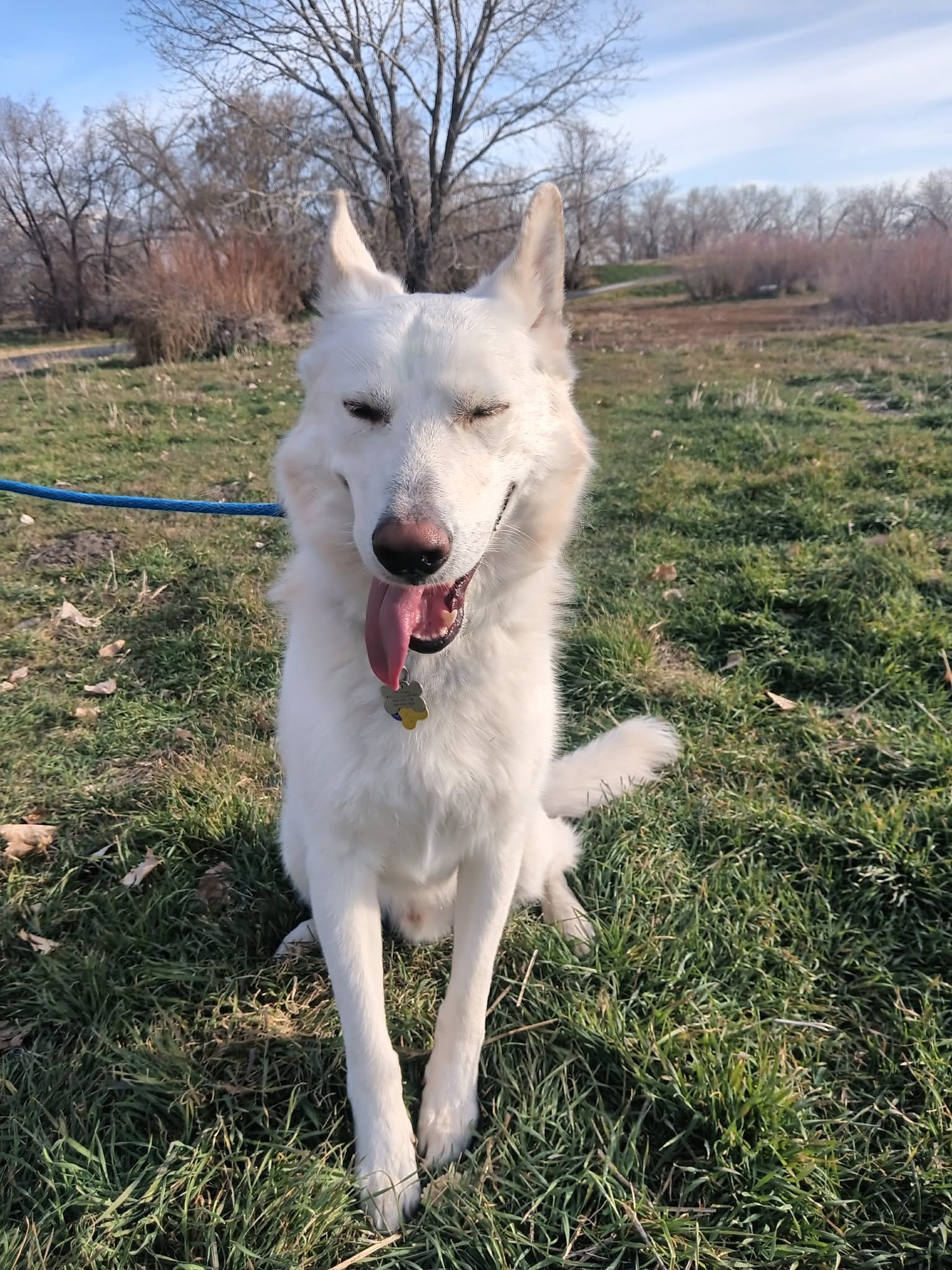 BESTEST BUDDY - German Shepherd Dog available for adoption