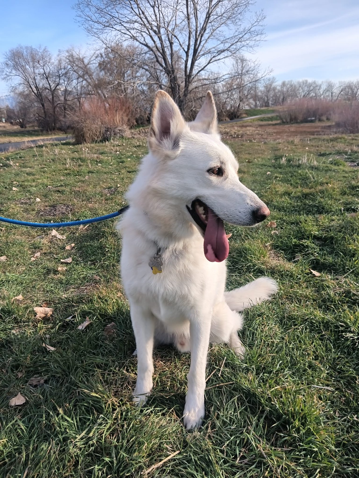 BESTEST BUDDY - German Shepherd Dog available for adoption