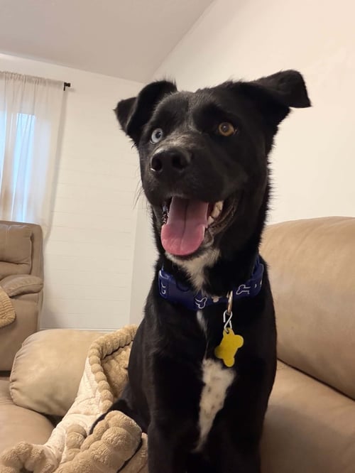 LANDEN - Husky available for adoption