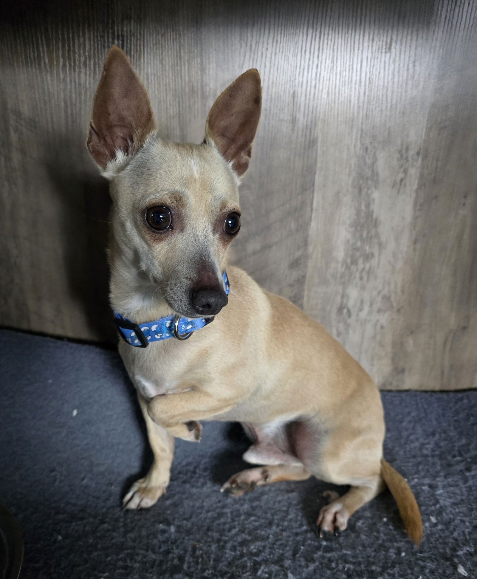 CHICO - Chihuahua available for adoption