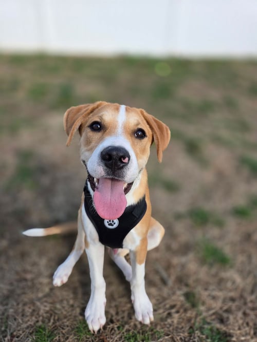 JORI - Unknown available for adoption