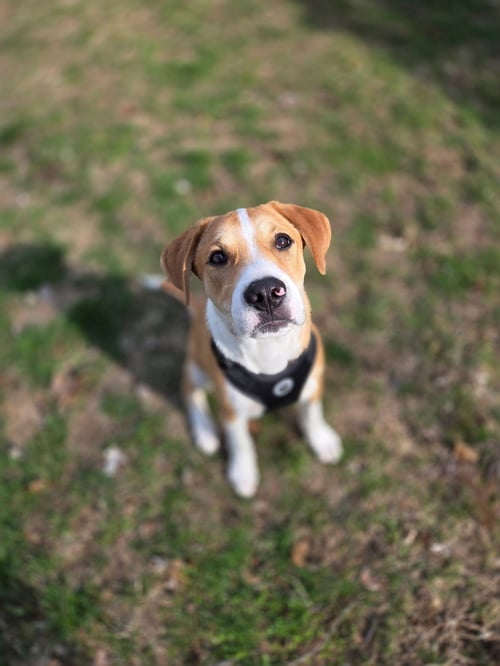 JORI - Unknown available for adoption