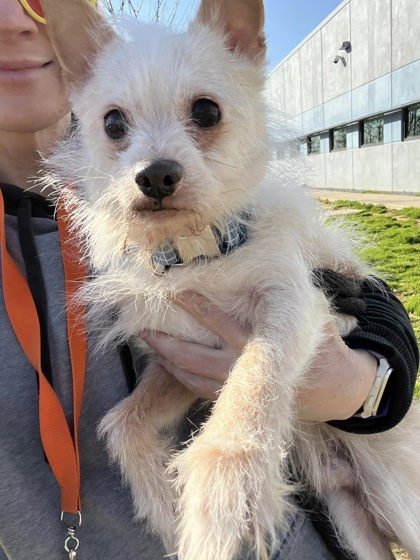 STICK - Terrier available for adoption