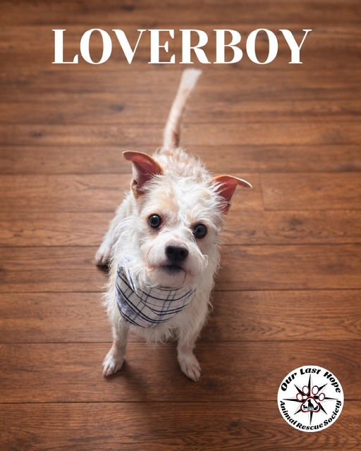LOVERBOY - Chinese Crested-Powder Puff / Terrier available for adoption