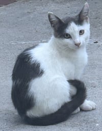ZZ    Marshmallow - Photo 2