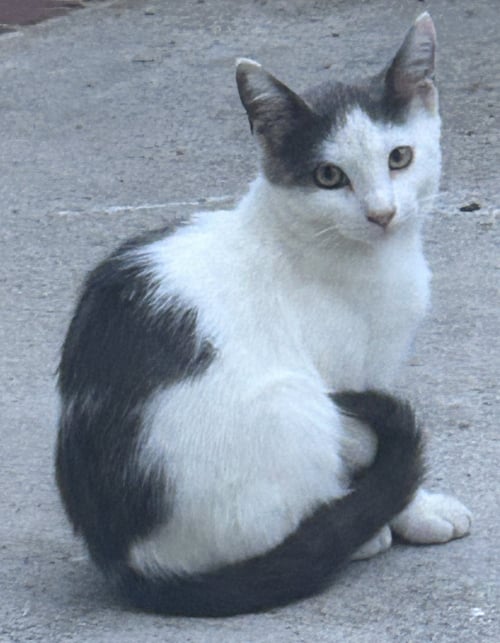 ZZ    MARSHMALLOW - Domestic Short Hair available for adoption