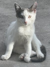 ZZ    Marshmallow - Photo 1