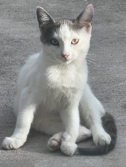 ZZ    MARSHMALLOW - Domestic Short Hair available for adoption