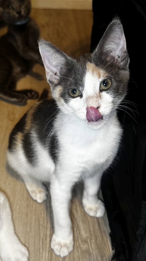 MISCHIEF