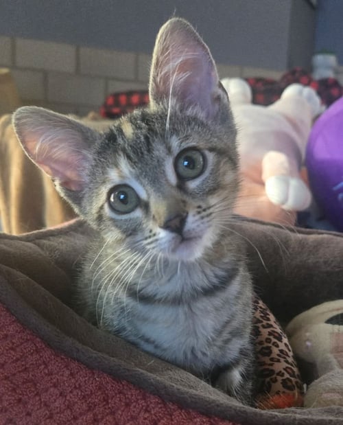 BLAZELET - Tortoiseshell / Domestic Short Hair available for adoption