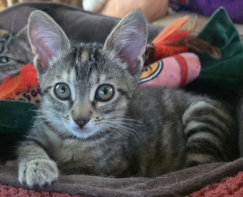 BLAZELET - Tortoiseshell / Domestic Short Hair available for adoption