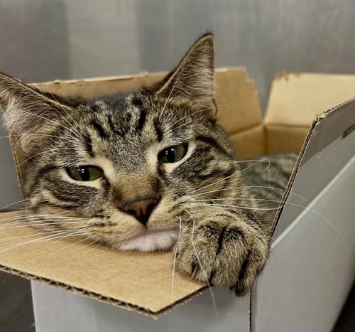 ZZ LUCKY - Tabby available for adoption