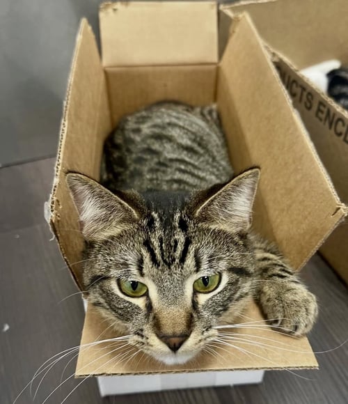 ZZ LUCKY - Tabby available for adoption