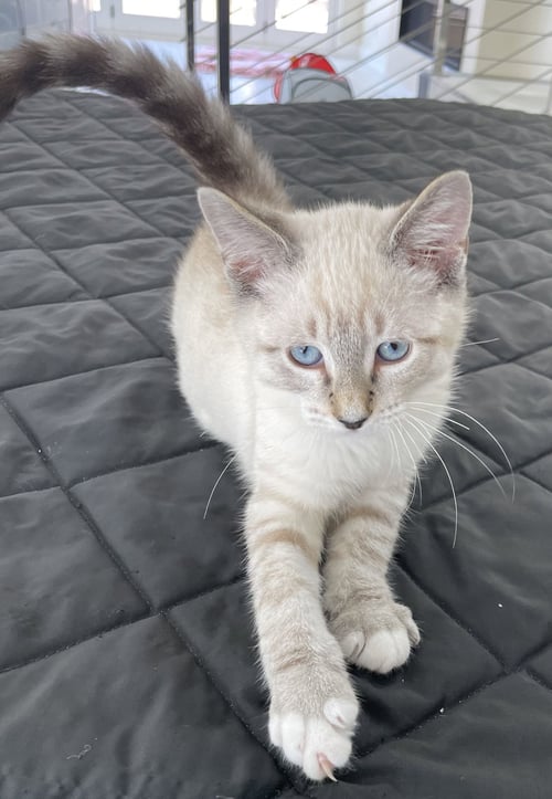 ASLAN - Siamese / Domestic Short Hair available for adoption