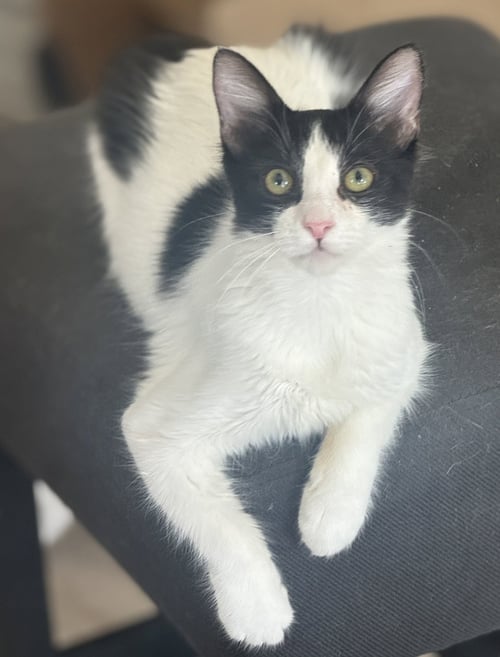 BIRCH - Domestic Long Hair available for adoption