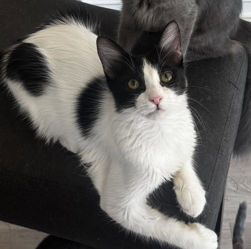 BIRCH - Domestic Long Hair available for adoption