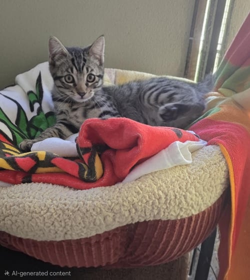 ZZ   GILLIGAN - Domestic Short Hair available for adoption