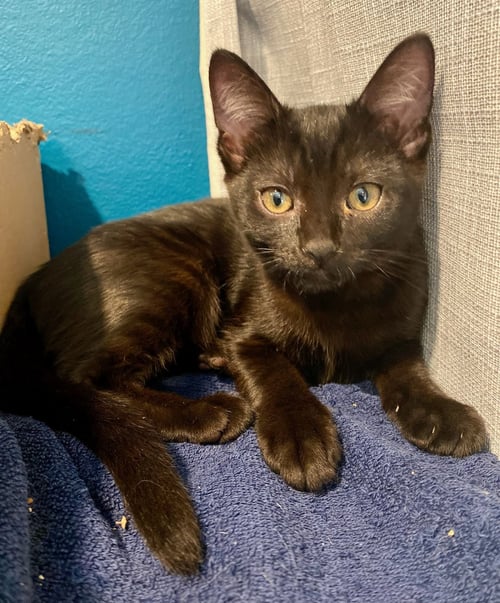 WYNONNA - Domestic Short Hair available for adoption