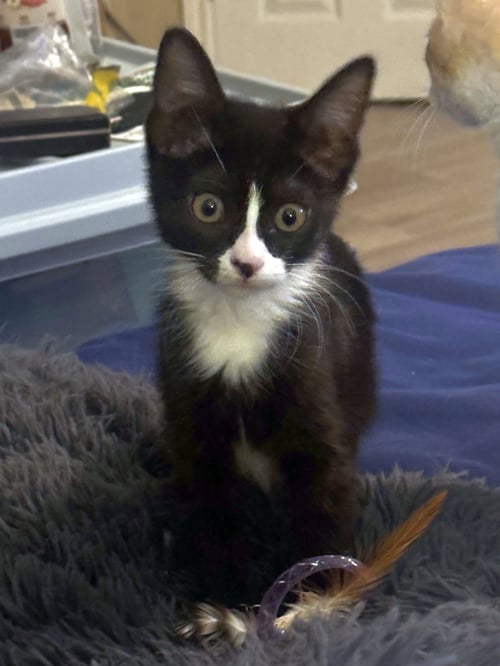 FRECKLES - Domestic Short Hair available for adoption