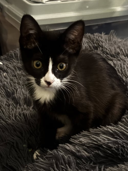 FRECKLES - Domestic Short Hair available for adoption