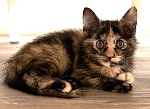 ZZ    MABEL - Tortoiseshell available for adoption
