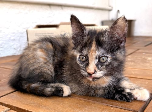 ZZ    MABEL - Tortoiseshell available for adoption