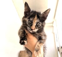 ZZ    Mabel - Photo 3
