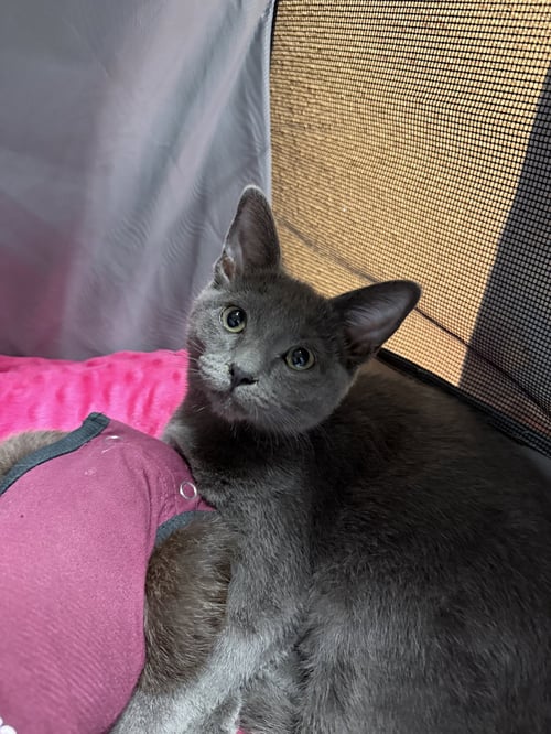 NEKO - Domestic Short Hair available for adoption