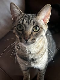 Anakin - Photo 1
