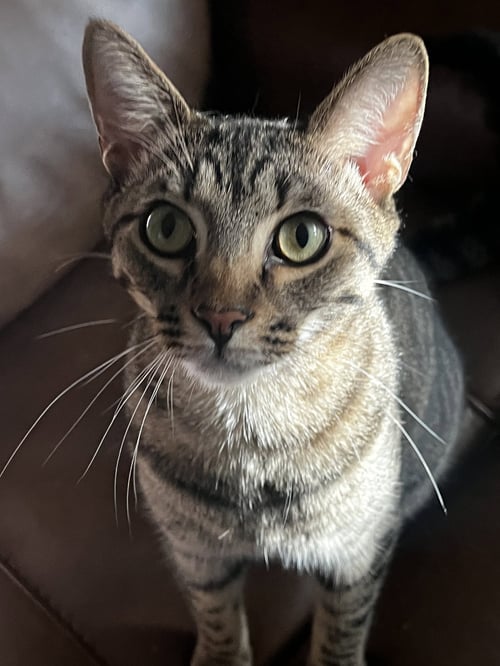 ANAKIN - Domestic Short Hair available for adoption