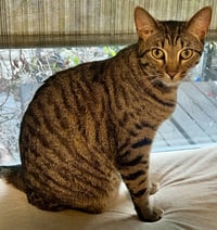 Anakin - Photo 2