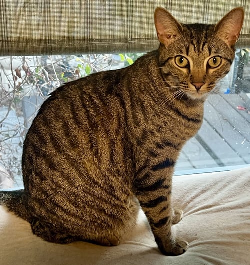 ANAKIN - Domestic Short Hair available for adoption
