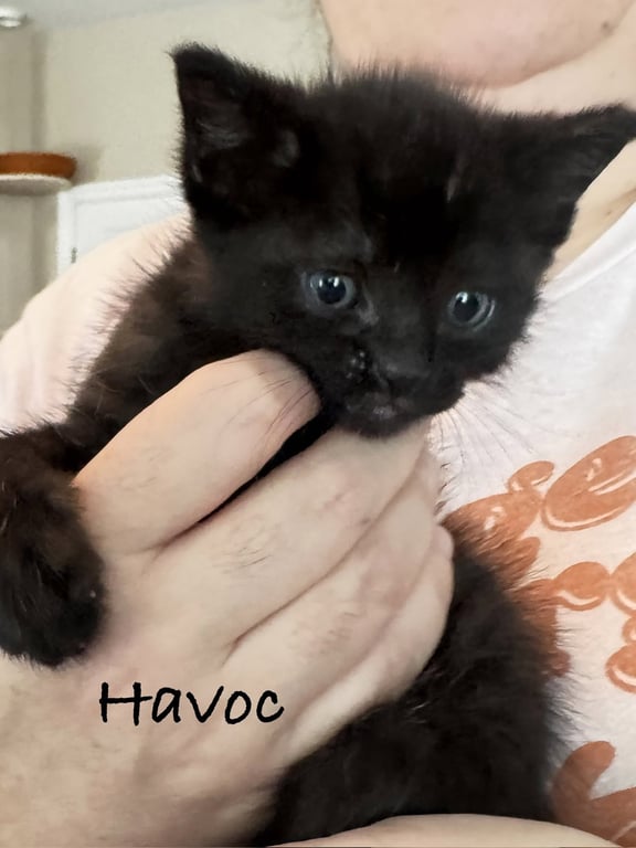 Havoc Image