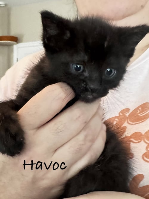 HAVOC - Domestic Short Hair available for adoption