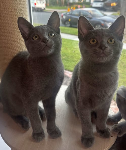 DAHLIA - Domestic Short Hair available for adoption