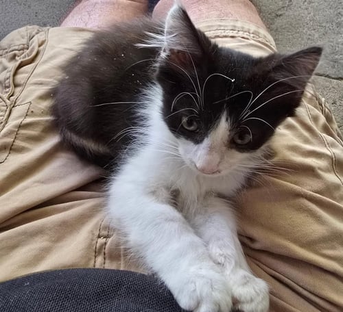 ZZ    THURSTON - Domestic Short Hair available for adoption