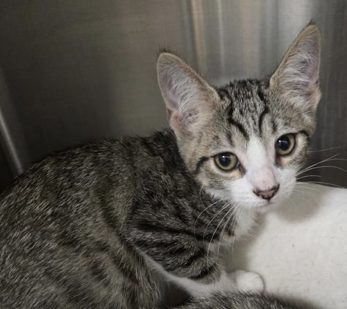 SHY BOY - Domestic Short Hair available for adoption