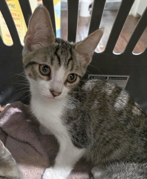 SHY BOY - Domestic Short Hair available for adoption