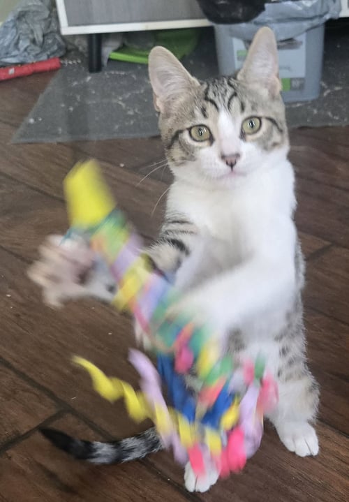 SWEET BOY