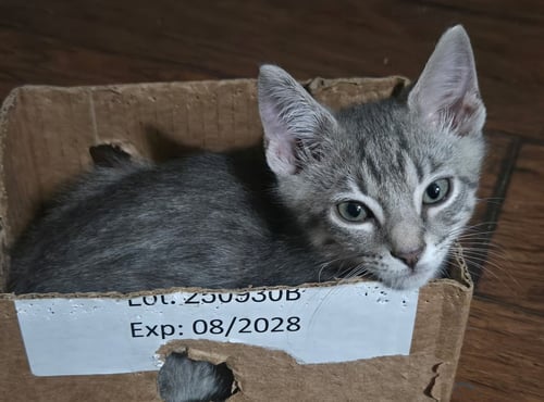 VOYAGER - Domestic Short Hair available for adoption