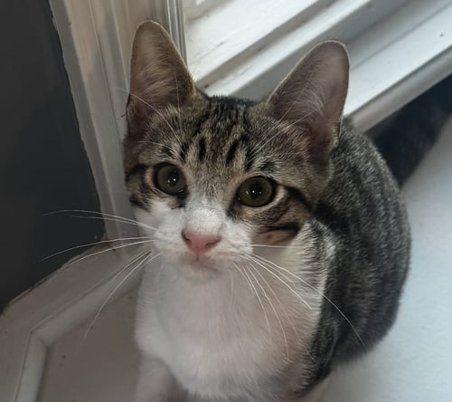 JERICHO - Domestic Short Hair available for adoption
