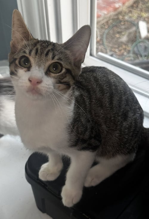 JERICHO - Domestic Short Hair available for adoption