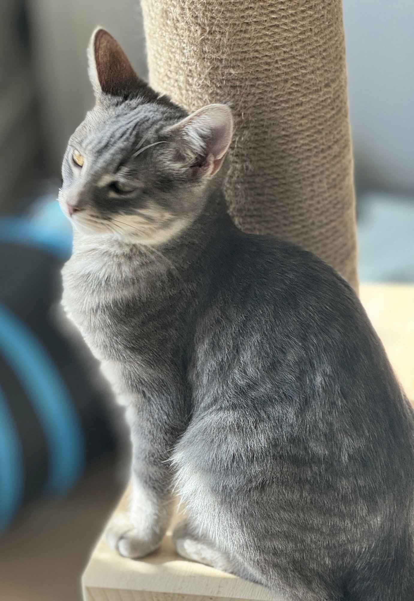 SUNFLOWER - Torbie / Domestic Medium Hair available for adoption