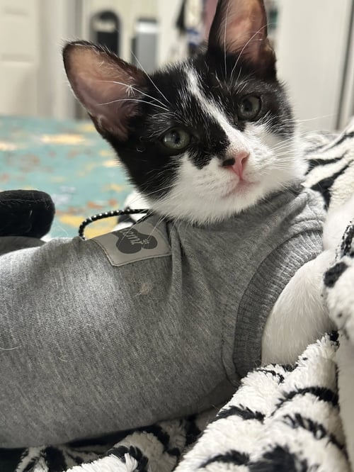 PIONEER - Domestic Short Hair available for adoption