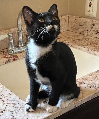 ZZ     HOOVER JR. - Domestic Short Hair available for adoption