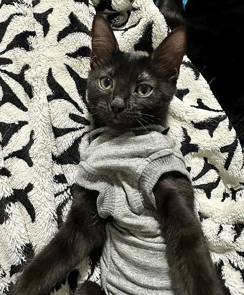 VENTURE - Domestic Short Hair available for adoption