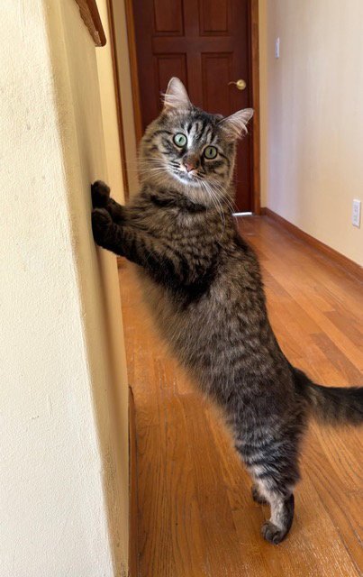 ASRAEL - Tabby / Domestic Medium Hair available for adoption