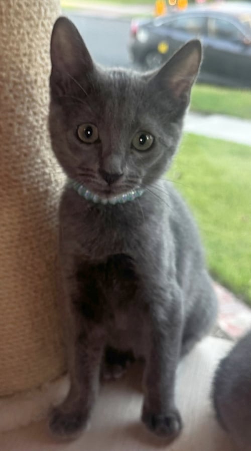 AZALEA - Domestic Short Hair available for adoption