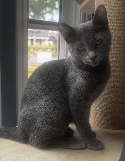 AZALEA - Domestic Short Hair available for adoption