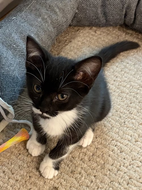STORMIE - Domestic Short Hair available for adoption